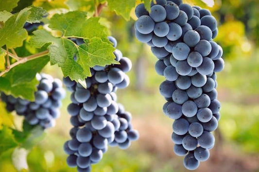 Uva de gran desarrollo en Estados Unidos y sur de Italia :Frutal, especiada, roja, versátil, intensa.
