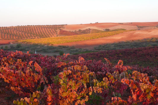 El próximo 31 de octubre es el Día de la Cariñena.La Cariñena es de las variedades de uvas españolas más emblemáticas y la más cultivada en el mundo.