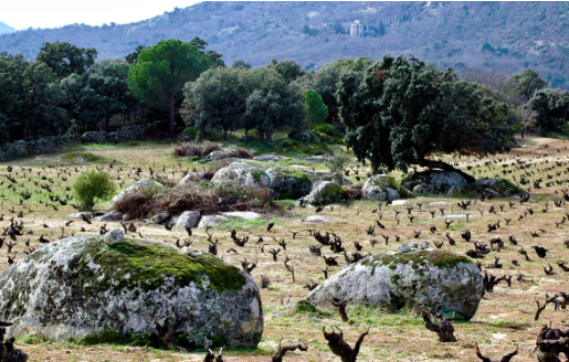 Garnacha : La uva que transmite el paisaje