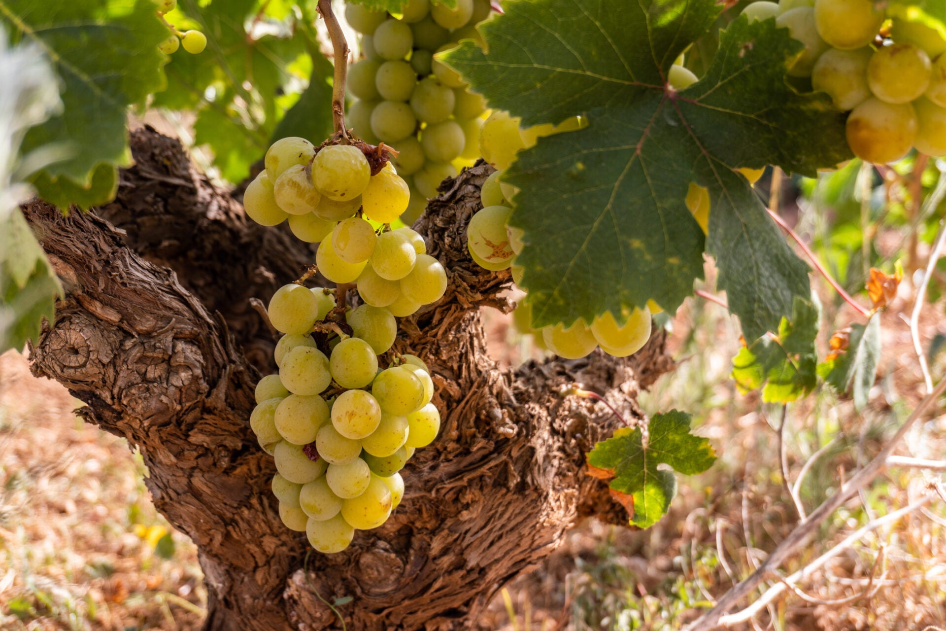 Vino Moscato – En Copa de Balón