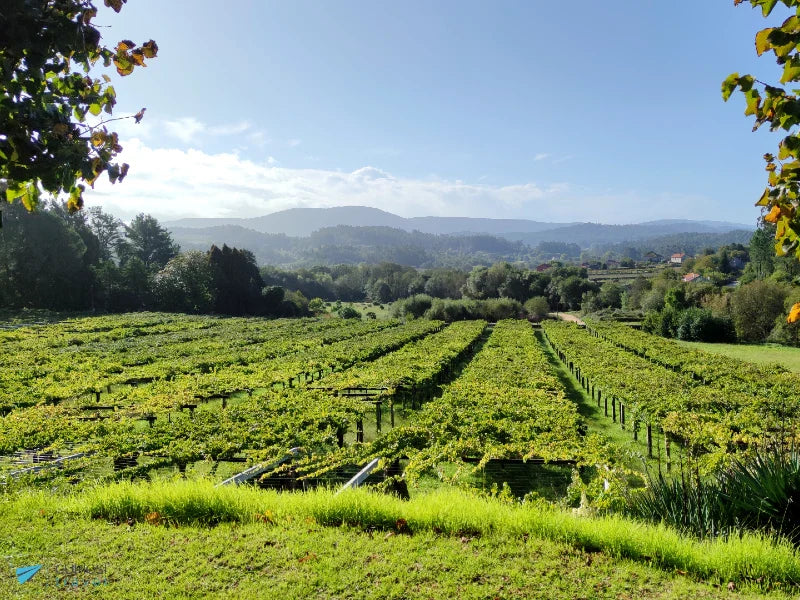 Viñedos en Rias Baixas