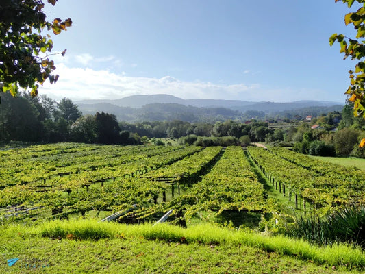 Viñedos en Rias Baixas