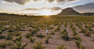 Jumilla