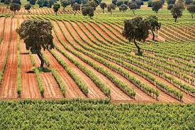 Vinos D.O. Uclés | Tempranillo de Cuenca | En Copa de Balón